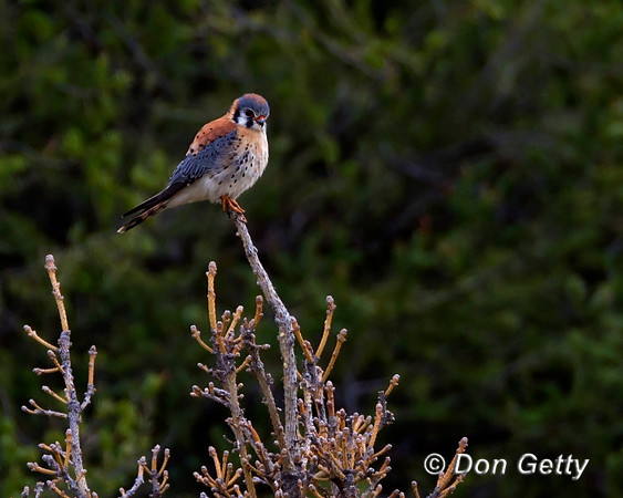 "Falco sparverius", Kestrel, Wyoming, "Yellowstone National Park"