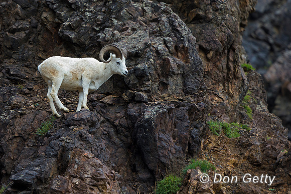Alaska, "Dall Sheep", "Denali National Park", "Ovis dalli"