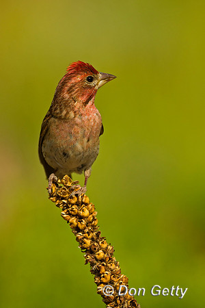 Finch_Cas_45T6773