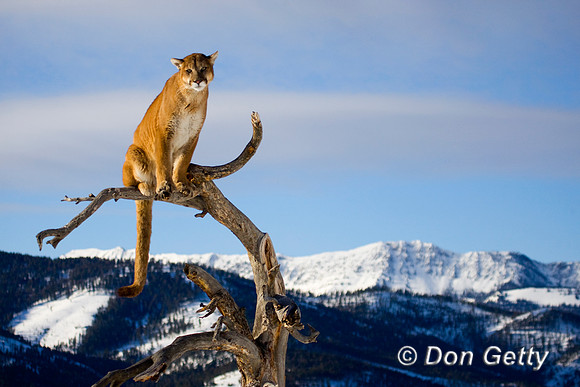 Mt_Lion_D4B0111