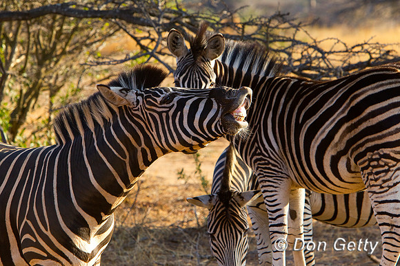 Zebra_P_Z2F9856