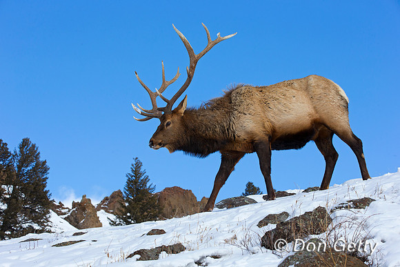 Bull, "Cervus canadensis", Elk, Wyoming, "Yellowstone National Park"