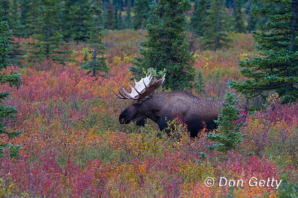 Alaska, "Alces alces gigas", Bull, "Denali National Park", Moose