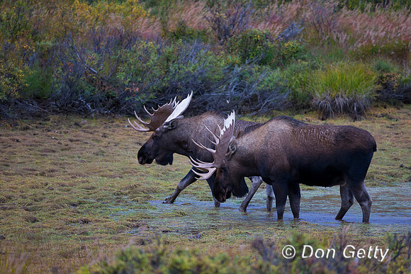 Alaska, "Alces alces gigas", Bull, "Denali National Park", Moose