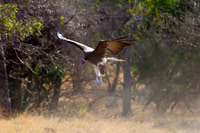 Vulture_H_Z2F9648