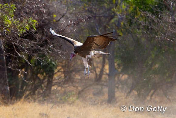 Vulture_H_Z2F9648