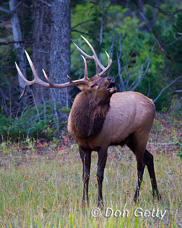Bull, "Cervus canadensis", Elk, Wyoming, "Yellowstone National Park"