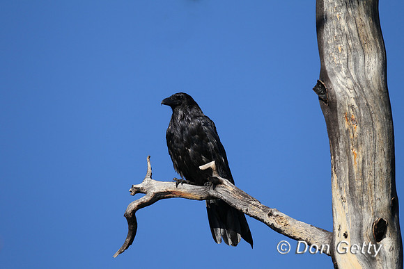Raven_BZ2F6035