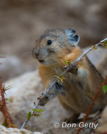 "Ochotona princeps", Pika, Wyoming, "Yellowstone National Park