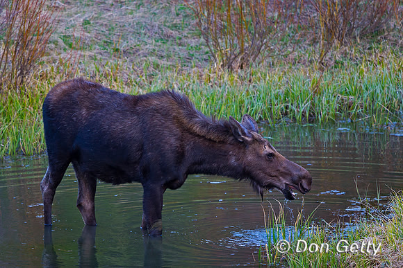 "Alces alces shirasi", Cow, Moose, "Shoshone National Forest", Wyoming