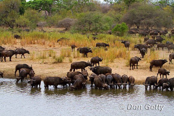 Buffalo_MG_3261