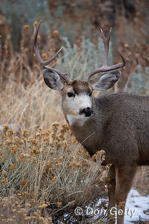 Buck, Deer, Mule, "Odocoileus hemionus", "Wapiti Valley", Wyoming