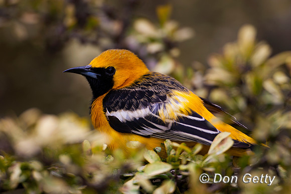 Oriole_H_MR8D4409