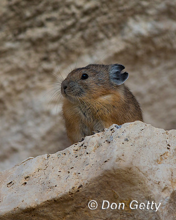 "Ochotona princeps", Pika, Wyoming, "Yellowstone National Park