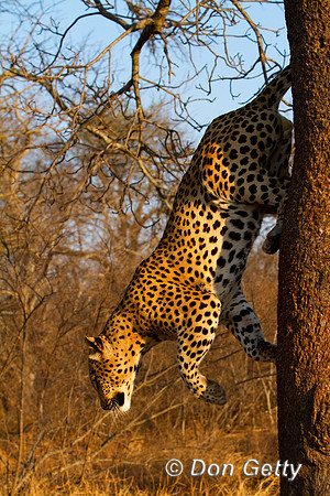 Leopard_MG_4734