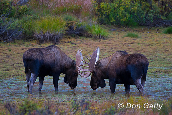 Alaska, "Alces alces gigas", Bull, "Denali National Park", Moose