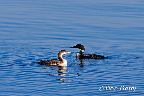 "Gavia immer", "Loon Common", Wyoming, "Yellowstone National Park"