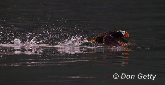 Tufted Puffin