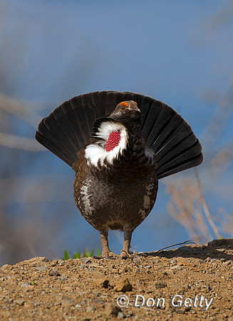 Grouse_DuskyIMG_0618