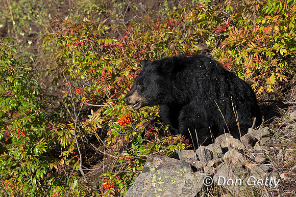 Black Bear