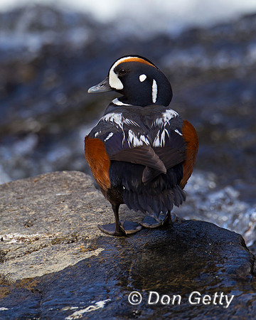 "Duck Harlequin", "Histrionicus histrionicus", Wyoming, "Yellowstone National Park"