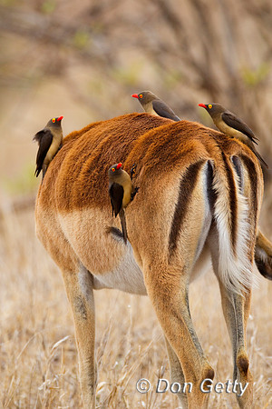 Oxpecker_RB_Z2F8160