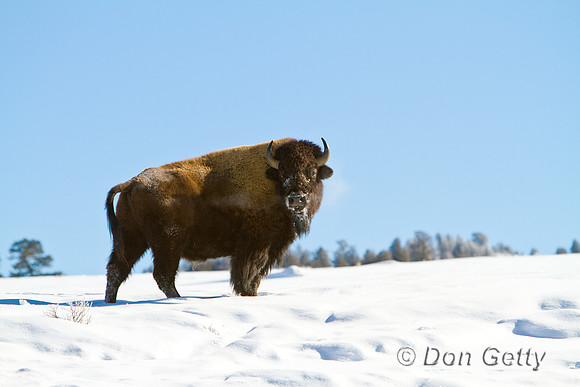 Bison_MG_6523