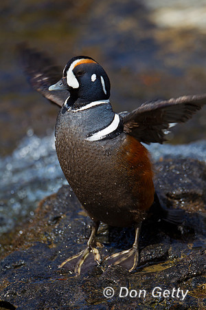 "Duck Harlequin", "Histrionicus histrionicus", Wyoming, "Yellowstone National Park"