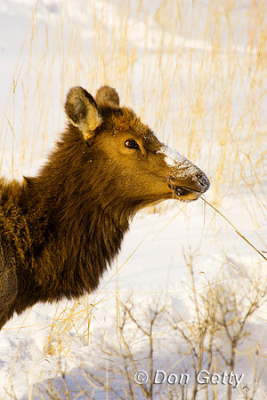 Elk_R8D8516