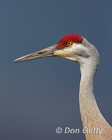 "Crane Sandhill", "Grus canadensis", Wyoming, "Yellowstone National Park"