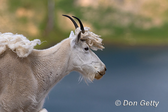 "Beartooth Highway", "Mountain Goat", "Oreamnos americanus", "Shoshone National Forest", Wyoming