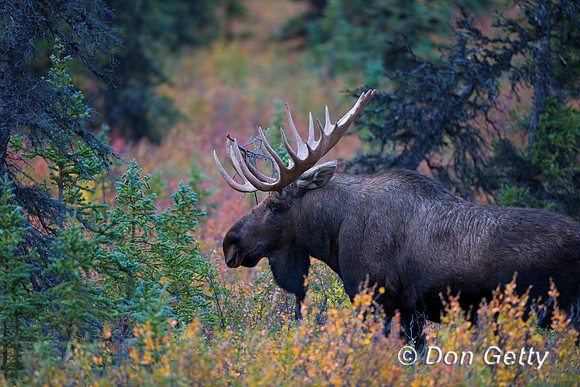 Alaska, "Alces alces gigas", Bull, "Denali National Park", Moose