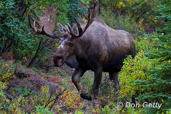 Alaska, "Alces alces gigas", Bull, "Denali National Park", Moose