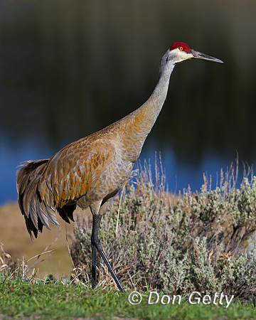 "Crane Sandhill", "Grus canadensis", Wyoming, "Yellowstone National Park"