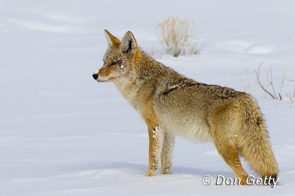 "Canis latrans", Coyote, Wyoming, "Yellowstone National Park"