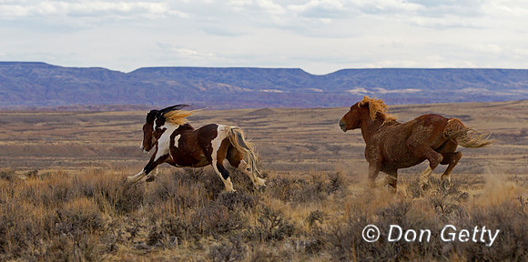 "Equus ferus", Horse, "McCullough Peaks", Mustang, Wyoming