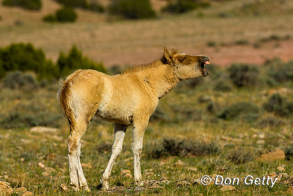 Horse_D4B9336