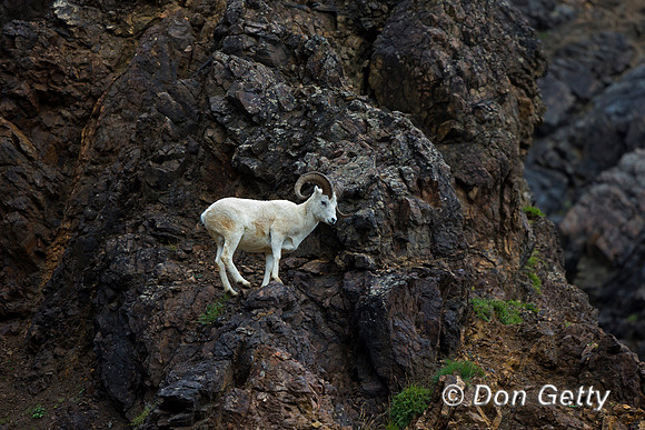 Alaska, "Dall Sheep", "Denali National Park", "Ovis dalli"