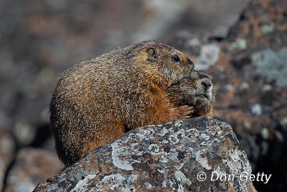 "Marmot Yellow-bellied", "Marmota flaviventris", Wyoming, "Yellowstone National Park"