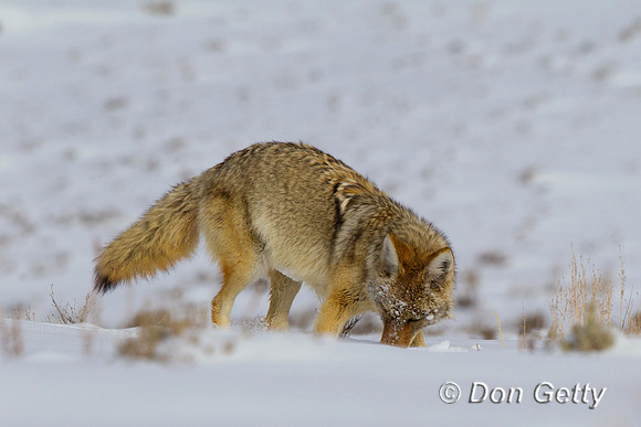 "Canis latrans", Coyote, Wyoming, "Yellowstone National Park"