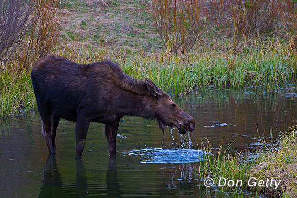 "Alces alces shirasi", Cow, Moose, "Shoshone National Forest", Wyoming