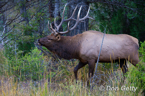 Bull, "Cervus canadensis", Elk, Wyoming, "Yellowstone National Park"