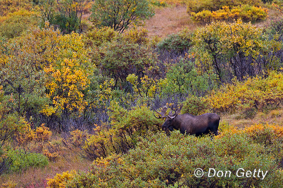 Alaska, "Alces alces gigas", Bull, "Denali National Park", Moose