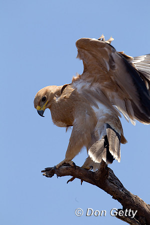 Eagle_Tawny_Z2F2175