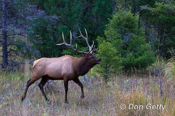 Bull, "Cervus canadensis", Elk, Wyoming, "Yellowstone National Park"