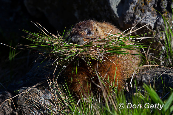 "Marmot Yellow-bellied", "Marmota flaviventris", "Yellowstone National Park"