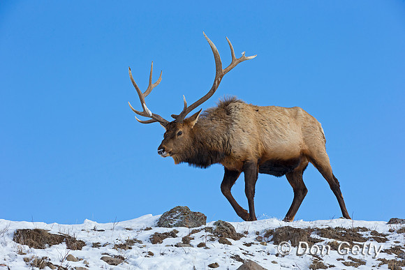 Bull, "Cervus canadensis", Elk, Wyoming, "Yellowstone National Park"