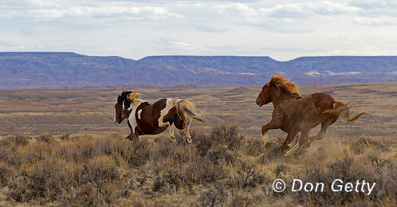 "Equus ferus", Horse, "McCullough Peaks", Mustang, Wyoming