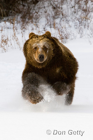 Bear_Grizzly_D4B1015