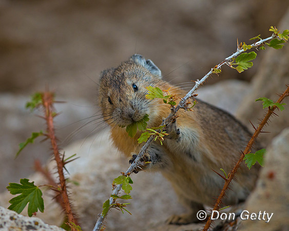 "Ochotona princeps", Pika, Wyoming, "Yellowstone National Park